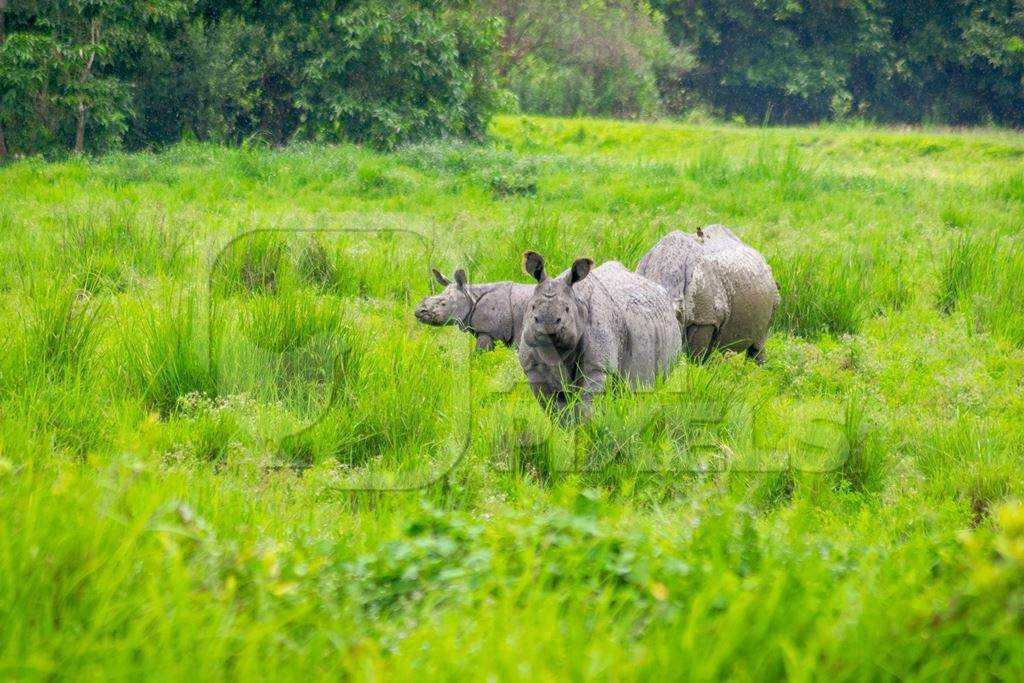Assam & Meghalaya Scenic Tour  - Duplicate